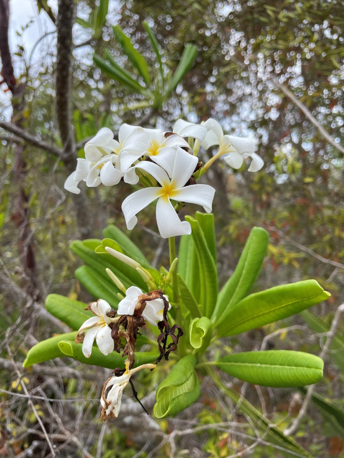 Image of a Plumeria obtusifolia plant as part of the national tree planting (NTP) initiative led by the Cayman Islands Government under the Ministry of sustainability climate resiliency and wellness (MSCRW)  